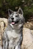 AKITA INU 240